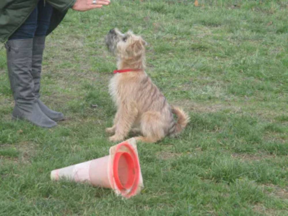 galerie education canin  (7)