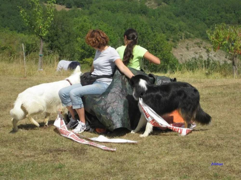 galerie education canin  (2)
