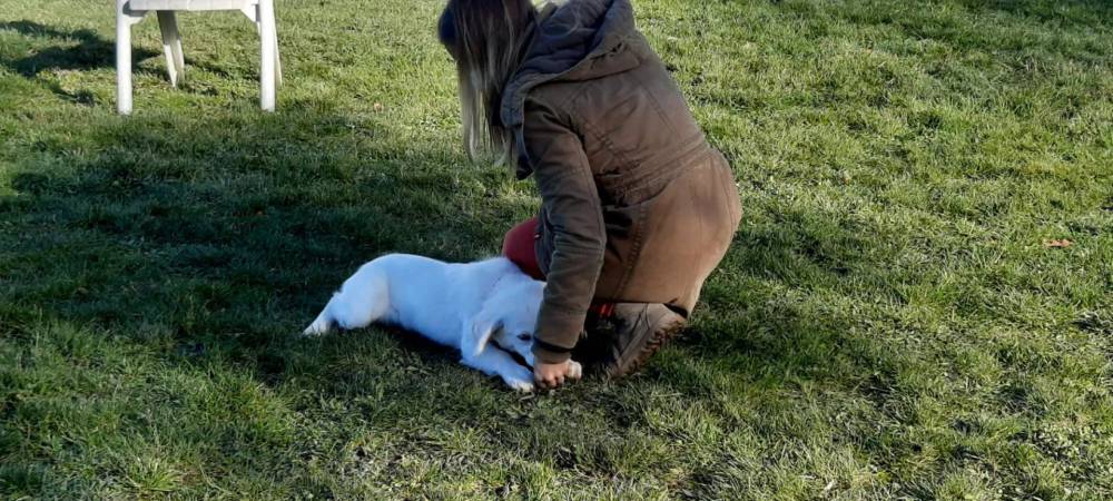 galerie education canin  (1)