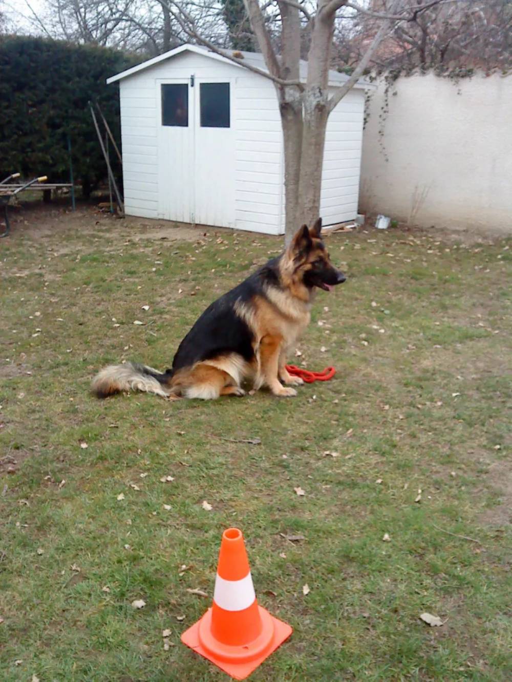 galerie education canin  (8)